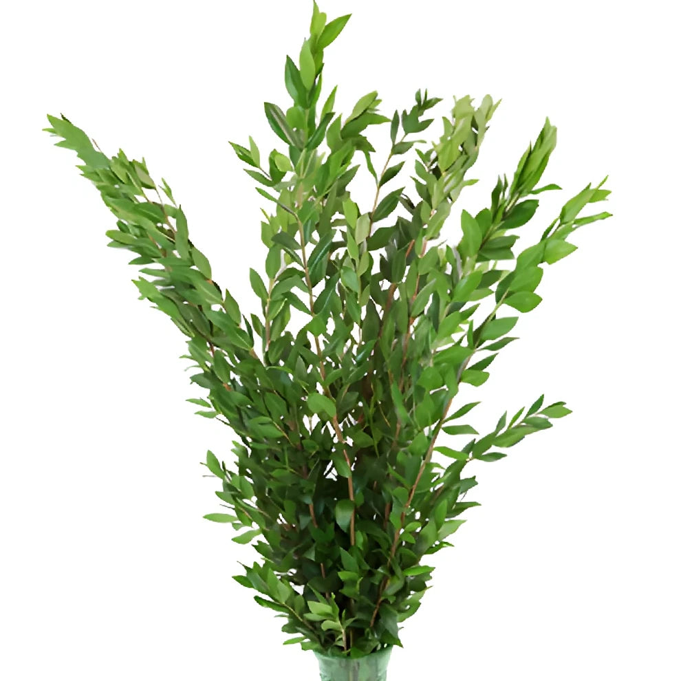 Myrtle Long Greenery - alternative 4