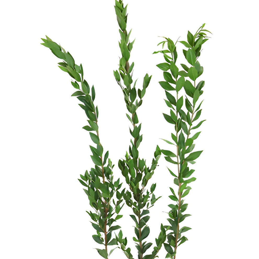 Myrtle Long Greenery - alternative 1