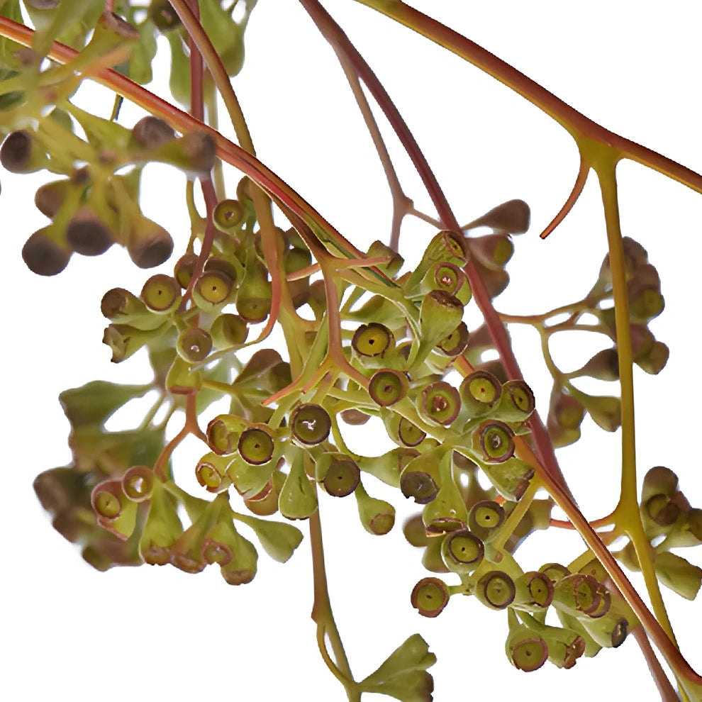 Naked Seeded Eucalyptus Greenery - alternative 4