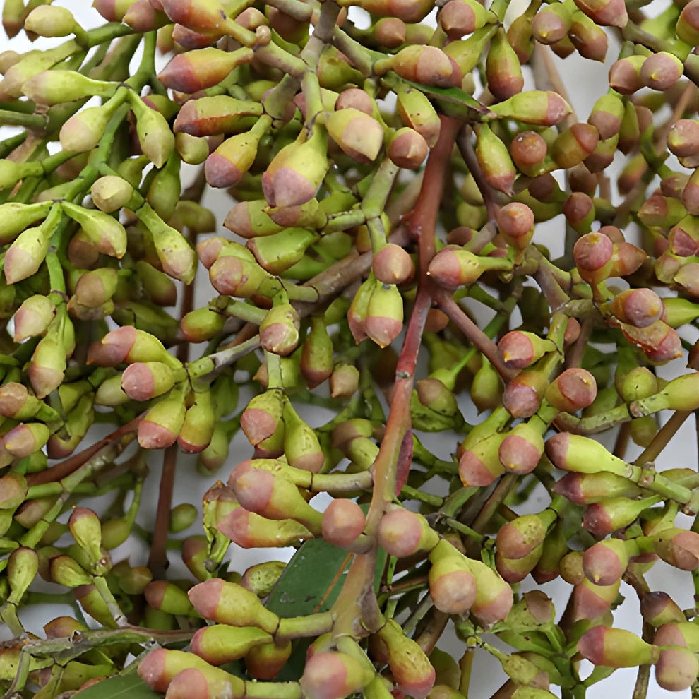 Naked Seeded Eucalyptus Greenery - main