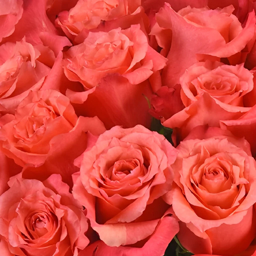 Nature's Cherry Roses Standard - main