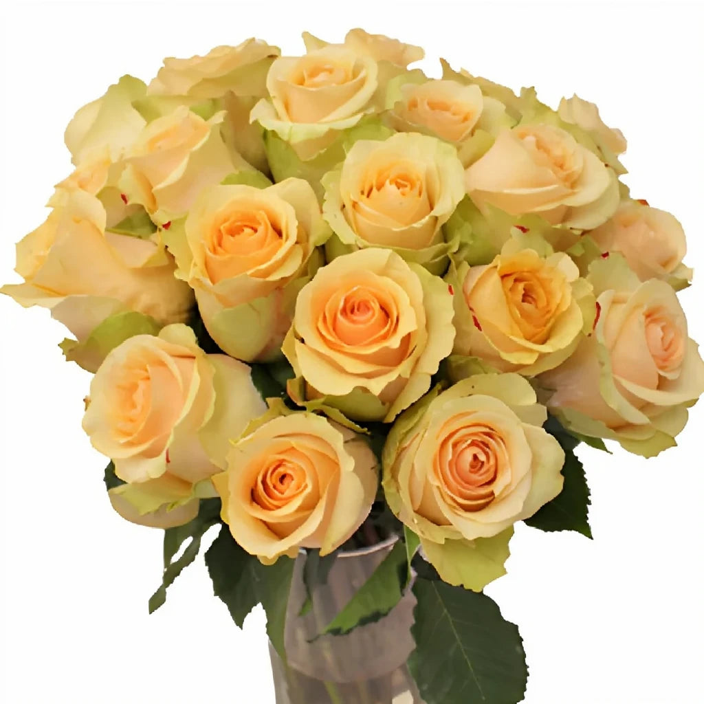 Nectarine Roses Standard - alternative 1