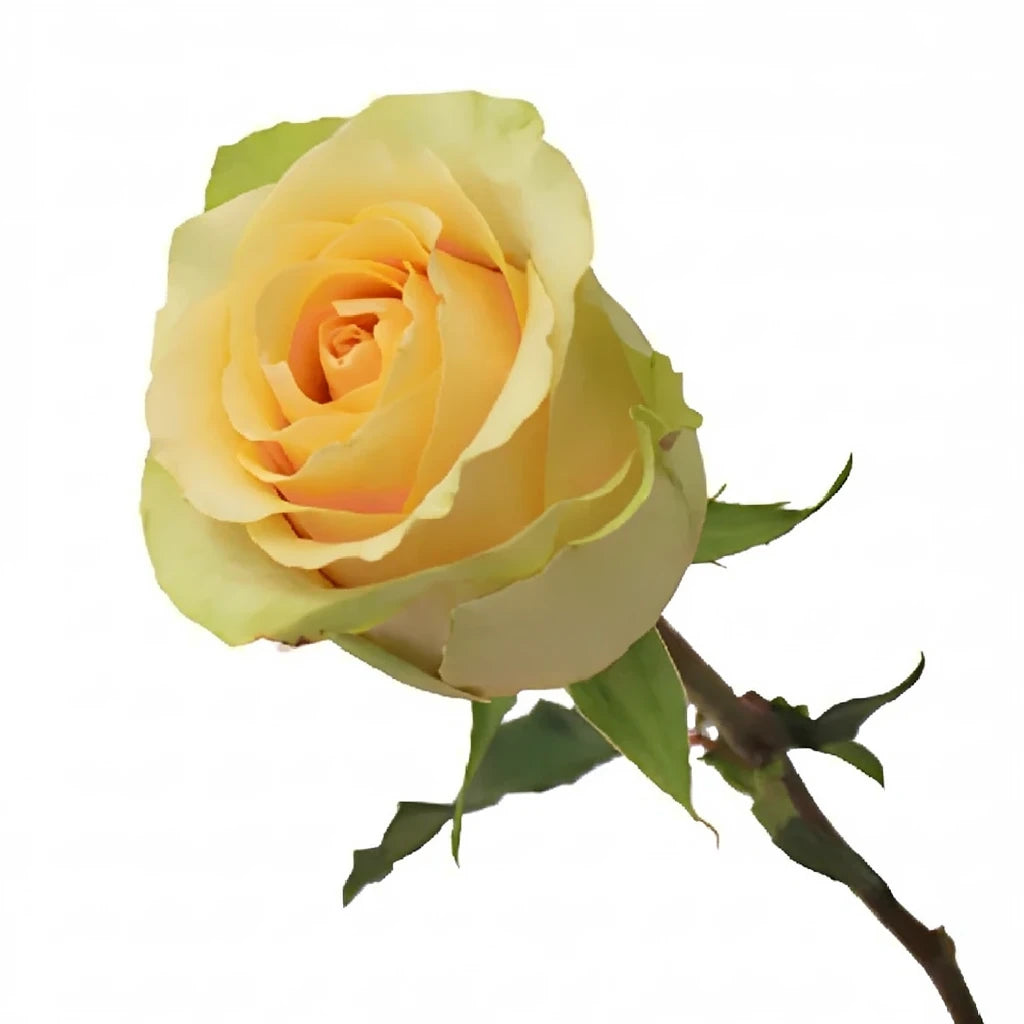 Nectarine Roses Standard - alternative 3