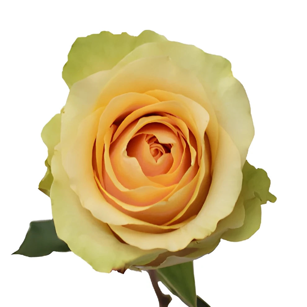 Nectarine Roses Standard - alternative 2