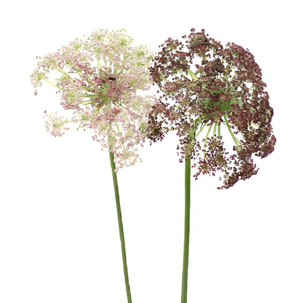 Neopolitan Lace Lace - alternative 5