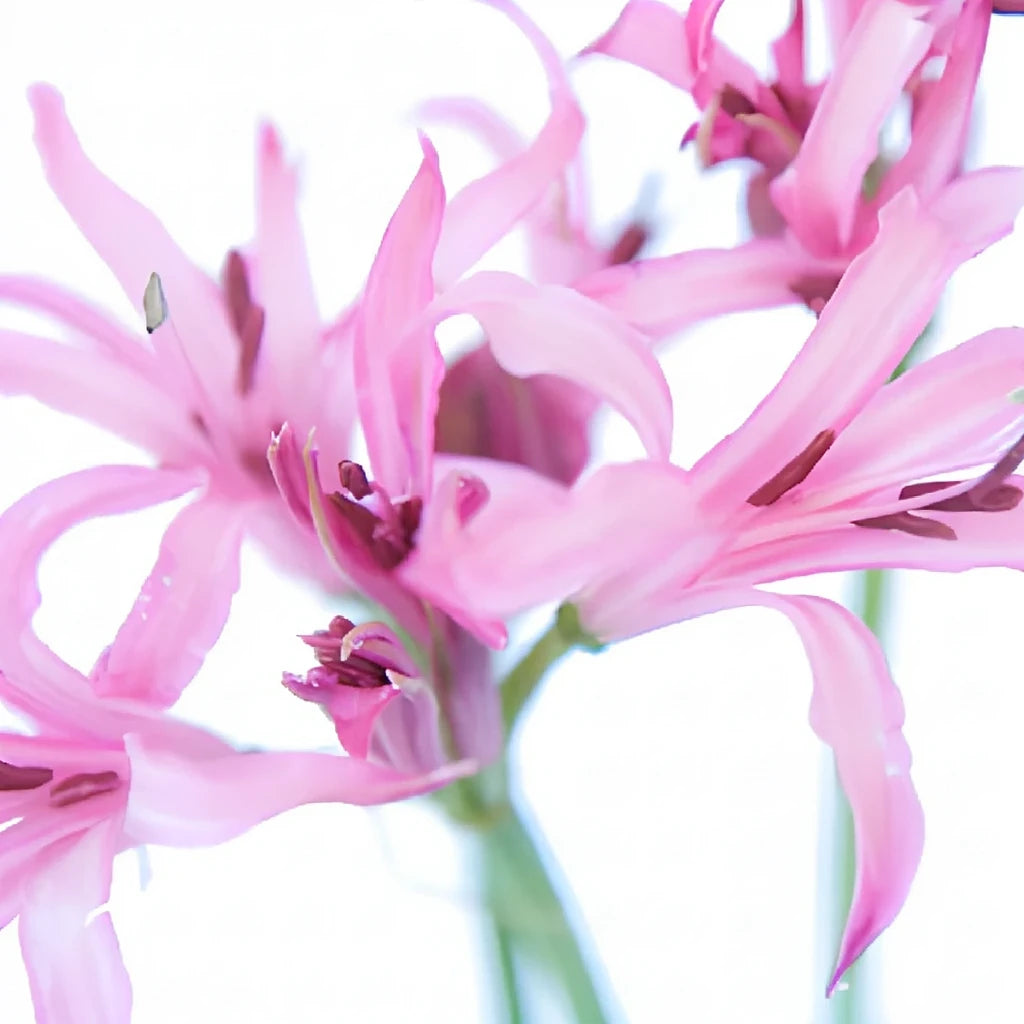 Pink Lily Nerine - main