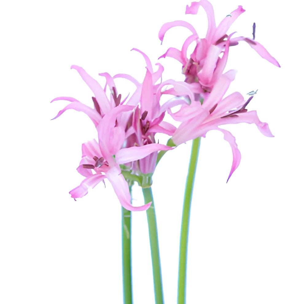 Pink Lily Nerine - alternative 2