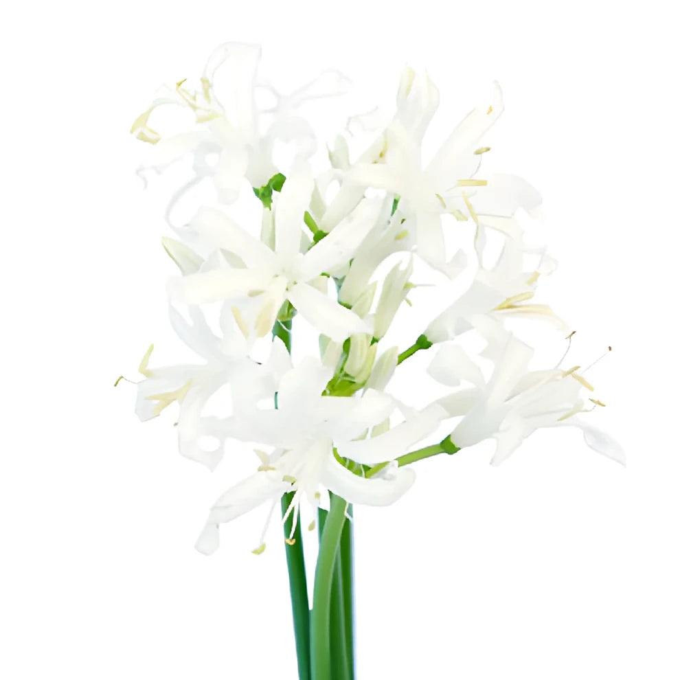 White Lily Nerine - main