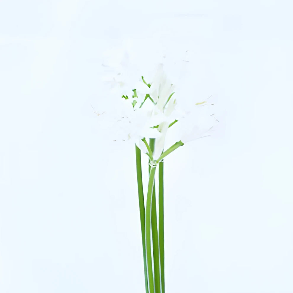 White Lily Nerine - alternative 1