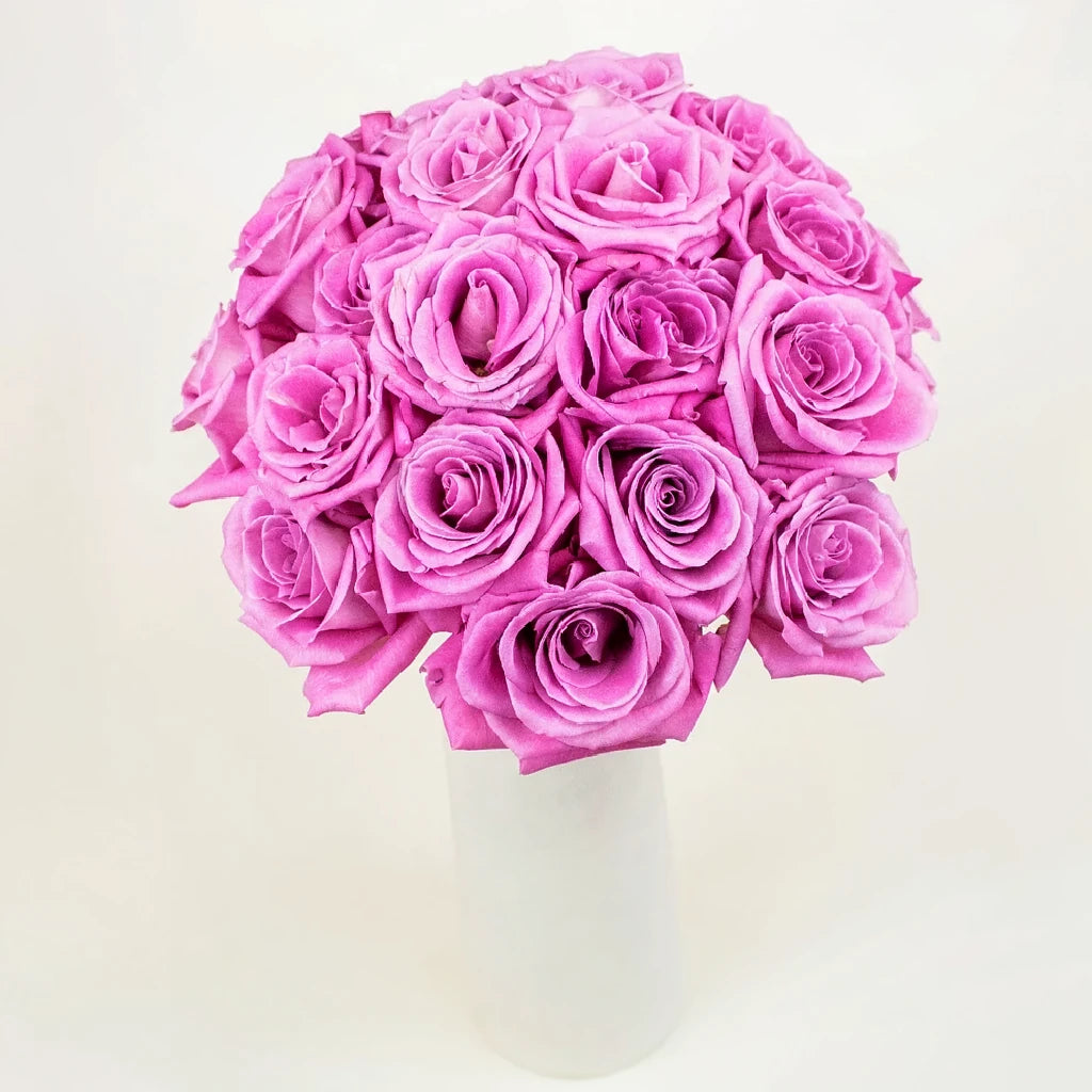 New Aqua Roses Standard - alternative 1