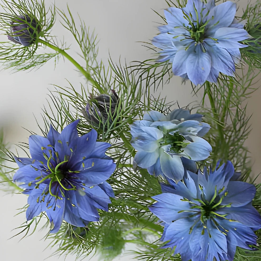 Blue Nigella - alternative 1