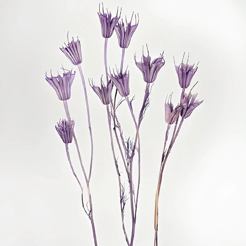 Nigella Dried - main