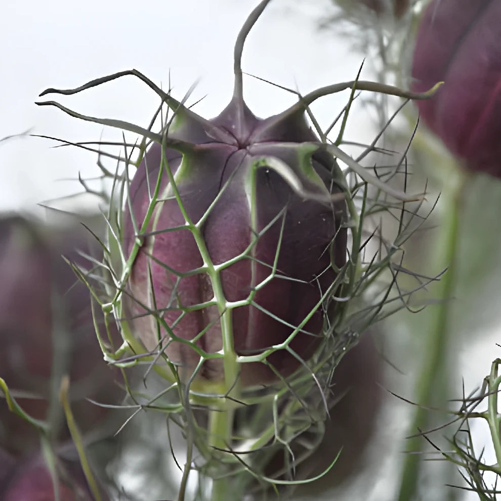 Nigella Pods Pods - main