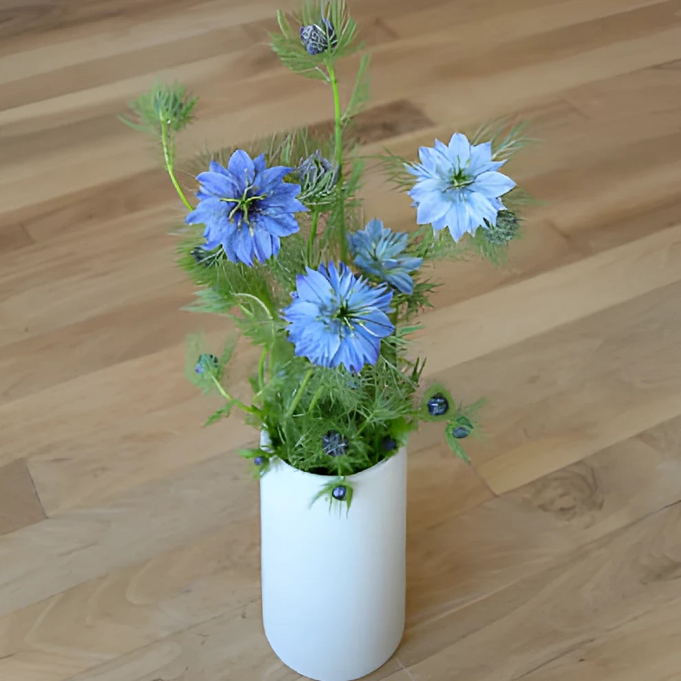 Blue Nigella - main