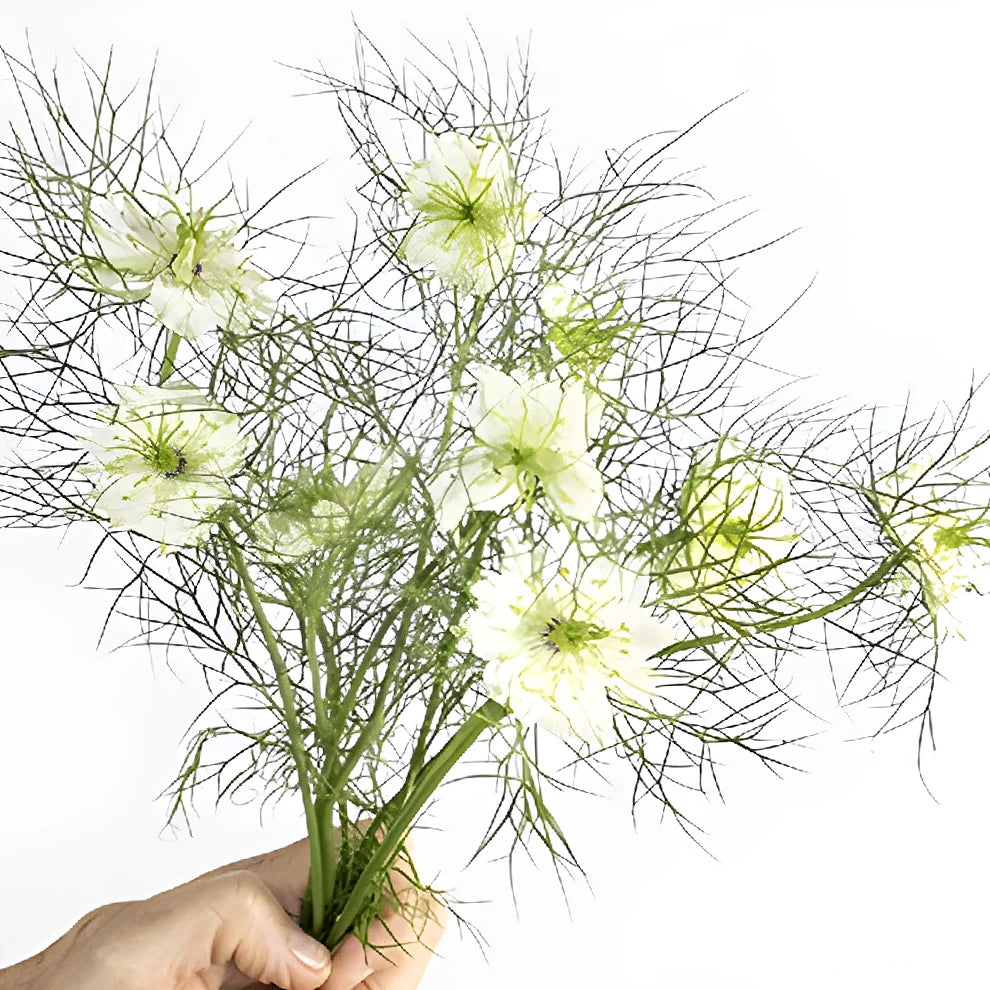 White Nigella - alternative 1