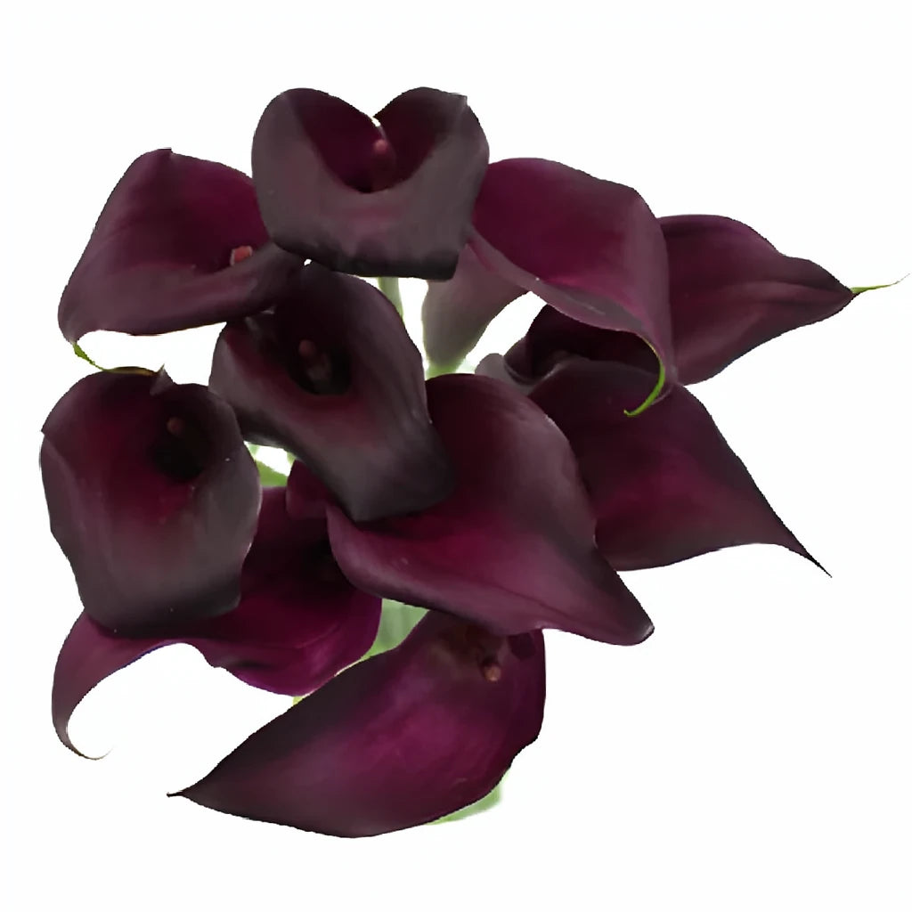 Night Life Calla Lily Mini - alternative 4