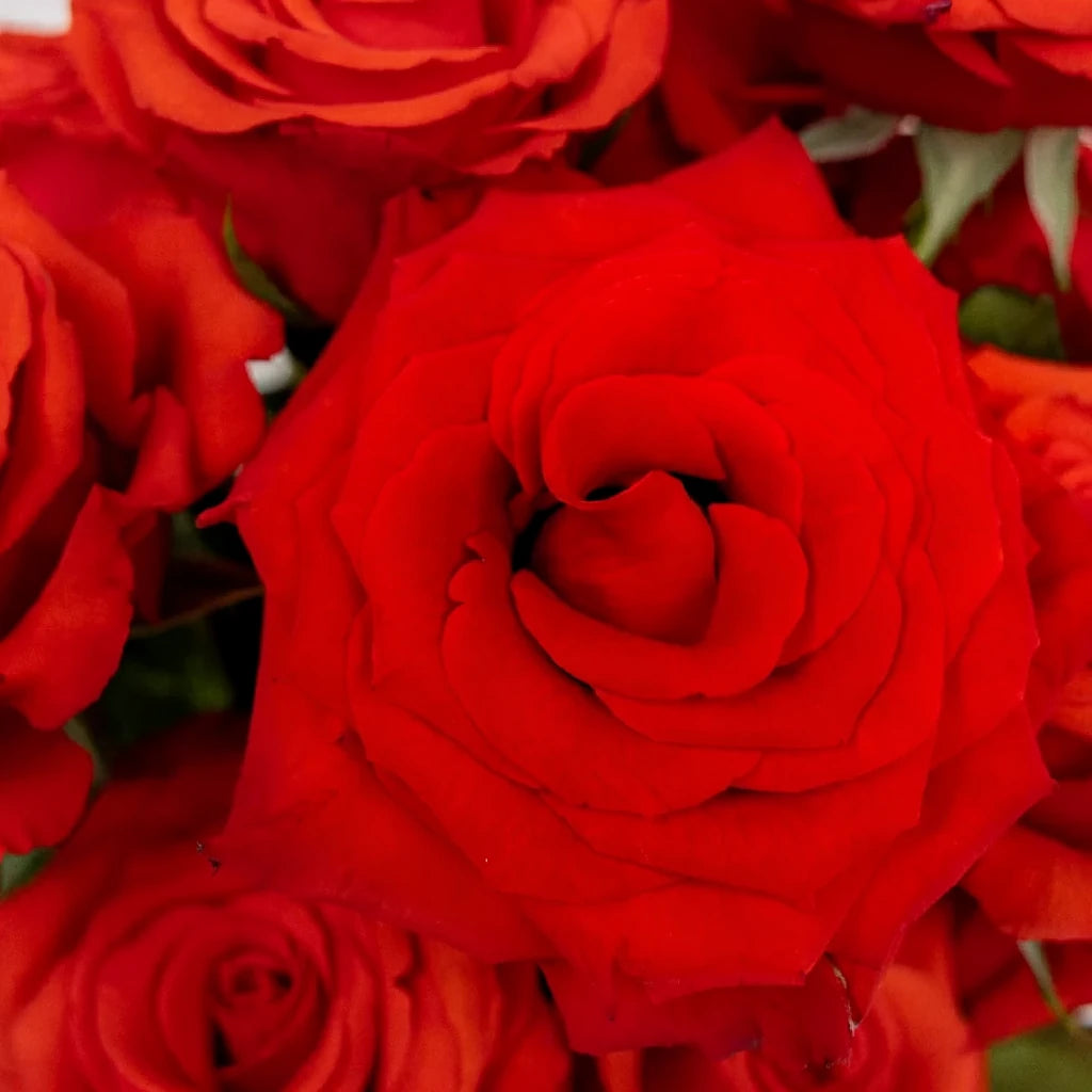 Nina Roses Standard - alternative 1