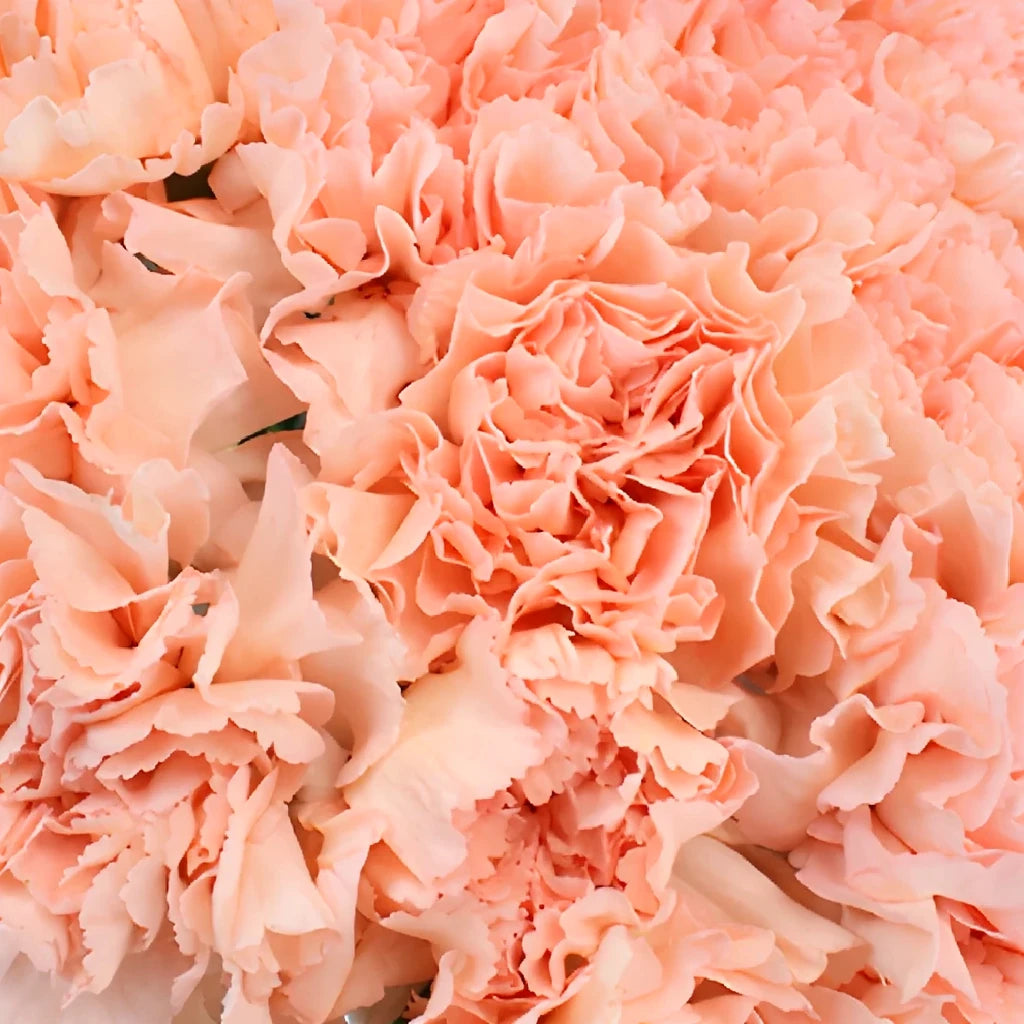 Novia Carnations - main