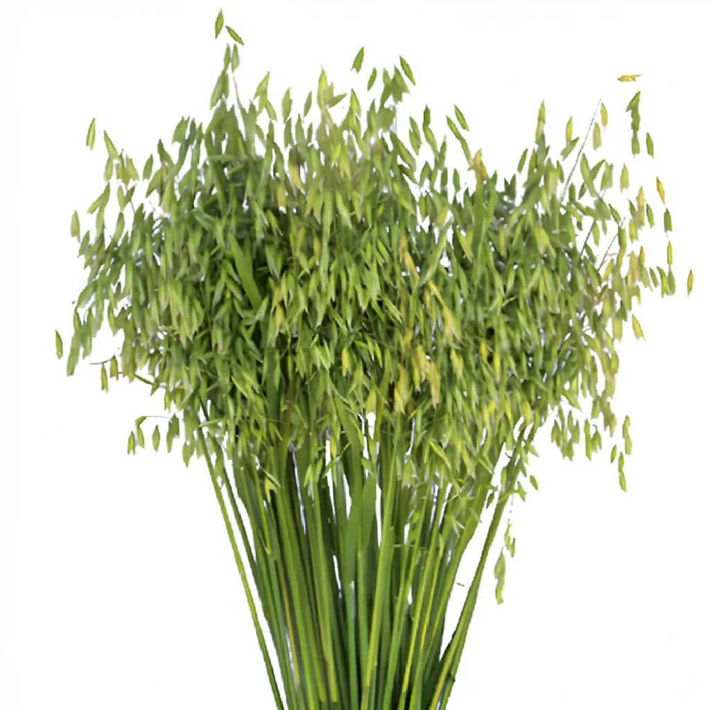 Oats Greenery - main