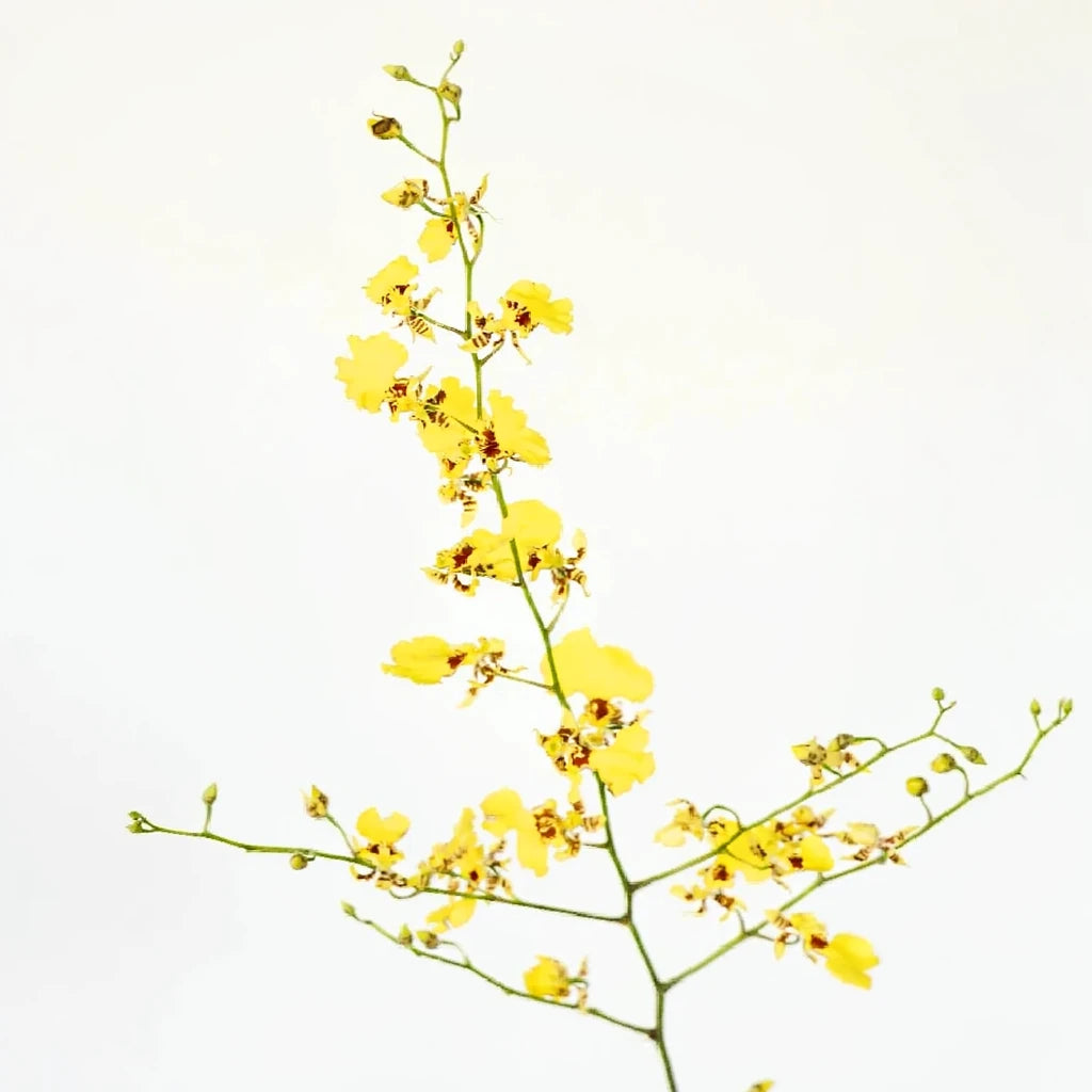 Yellow Orchids Oncidium - main