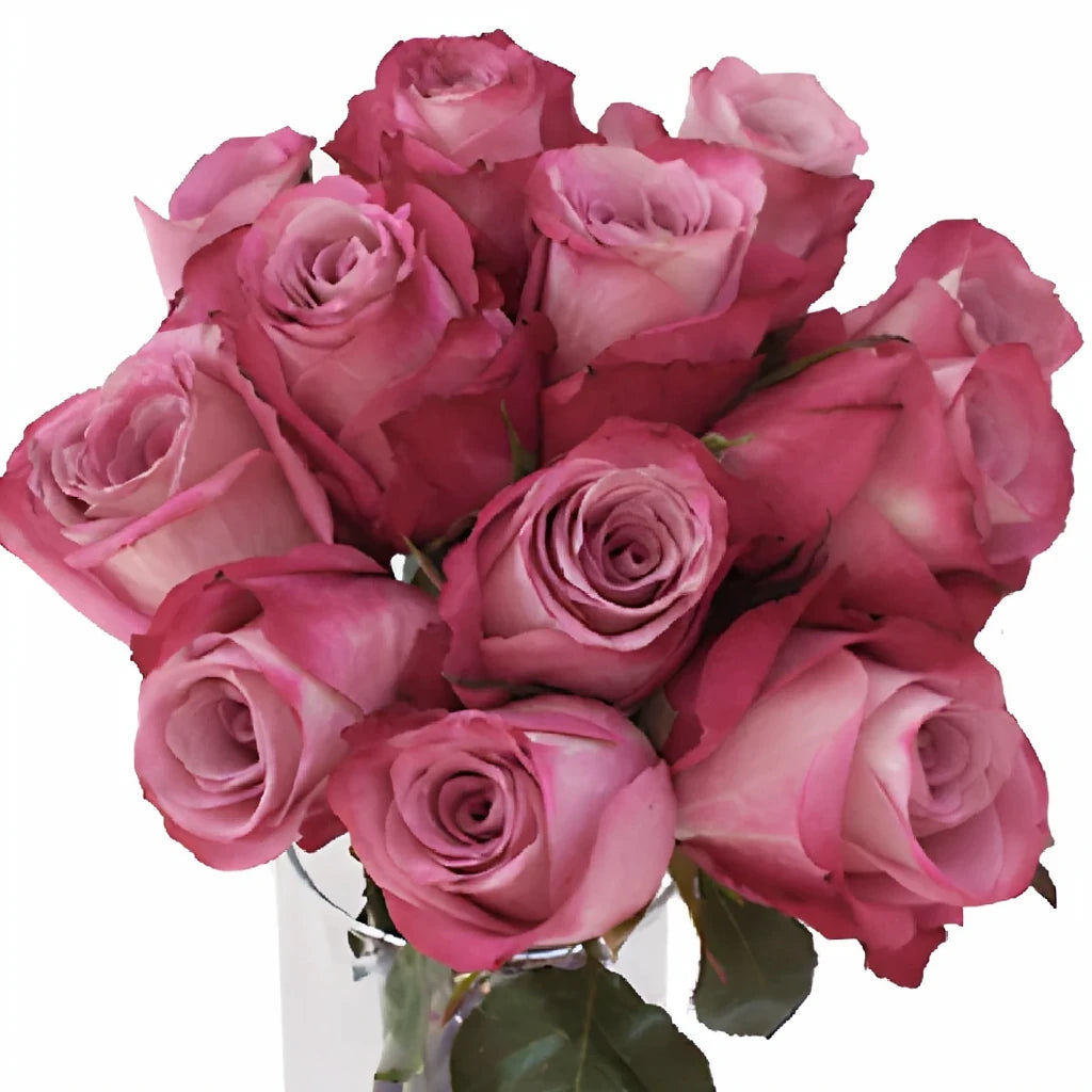 Opus Roses Standard - alternative 1