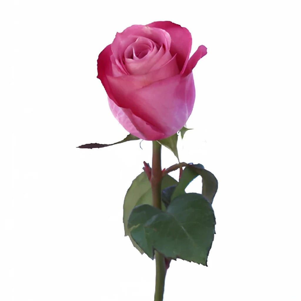 Opus Roses Standard - main