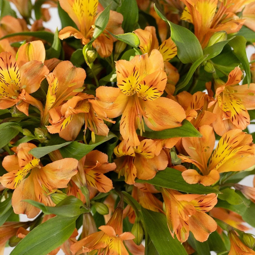 Dark Orange Alstroemeria - main