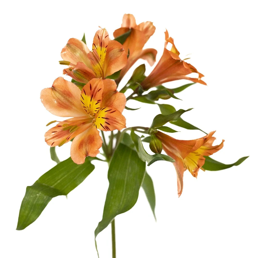 Orange Alstroemeria - alternative 1