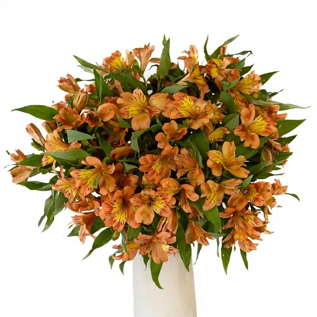 Orange Alstroemeria - alternative 2