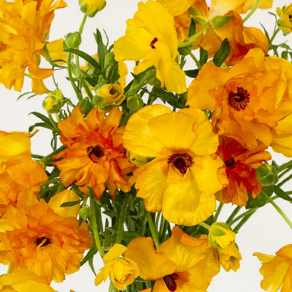 Orange Butterfly Ranunculus - Orange - alternative 1