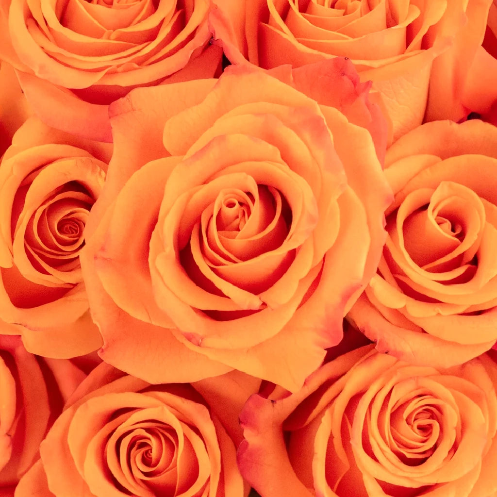 Orange Crush Roses Standard - main