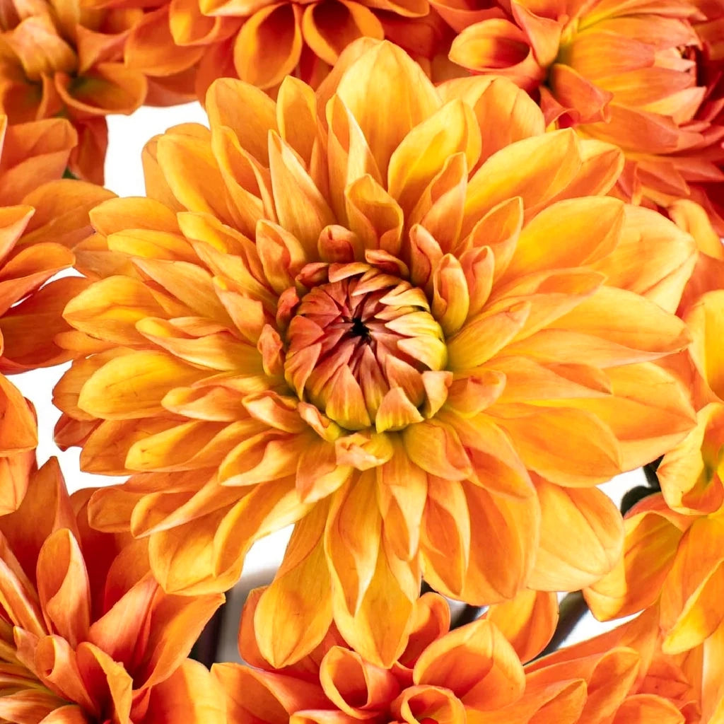Orange Dark Dahlias - alternative 1