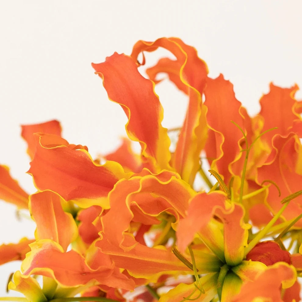 Orange Lilies Gloriosa - main