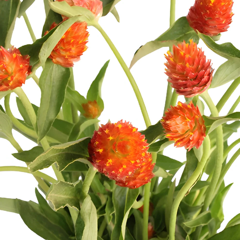 Orange Gomphrena - alternative 1