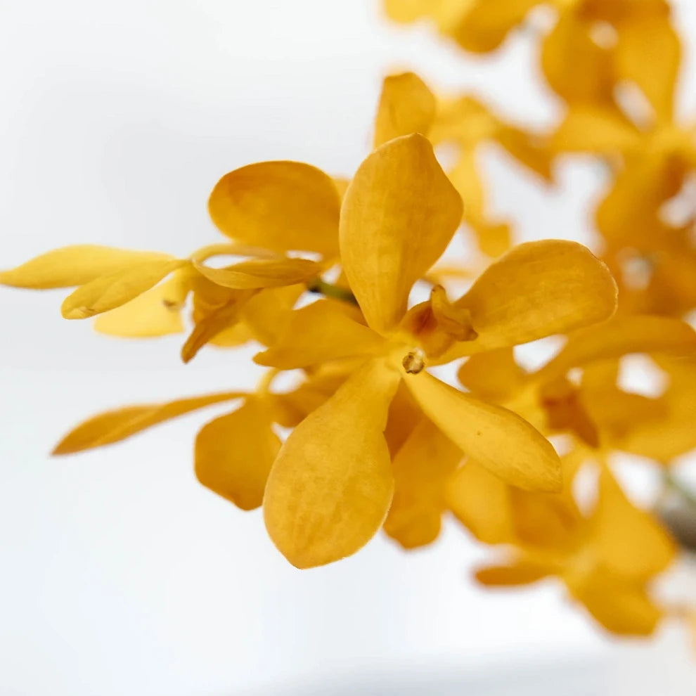 Orange Orchids Mokara - alternative 2