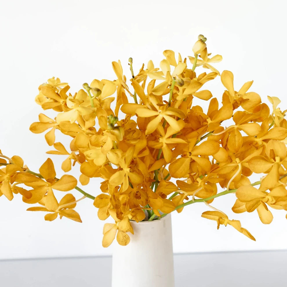 Orange Orchids Aranda & Aranthera - alternative 2