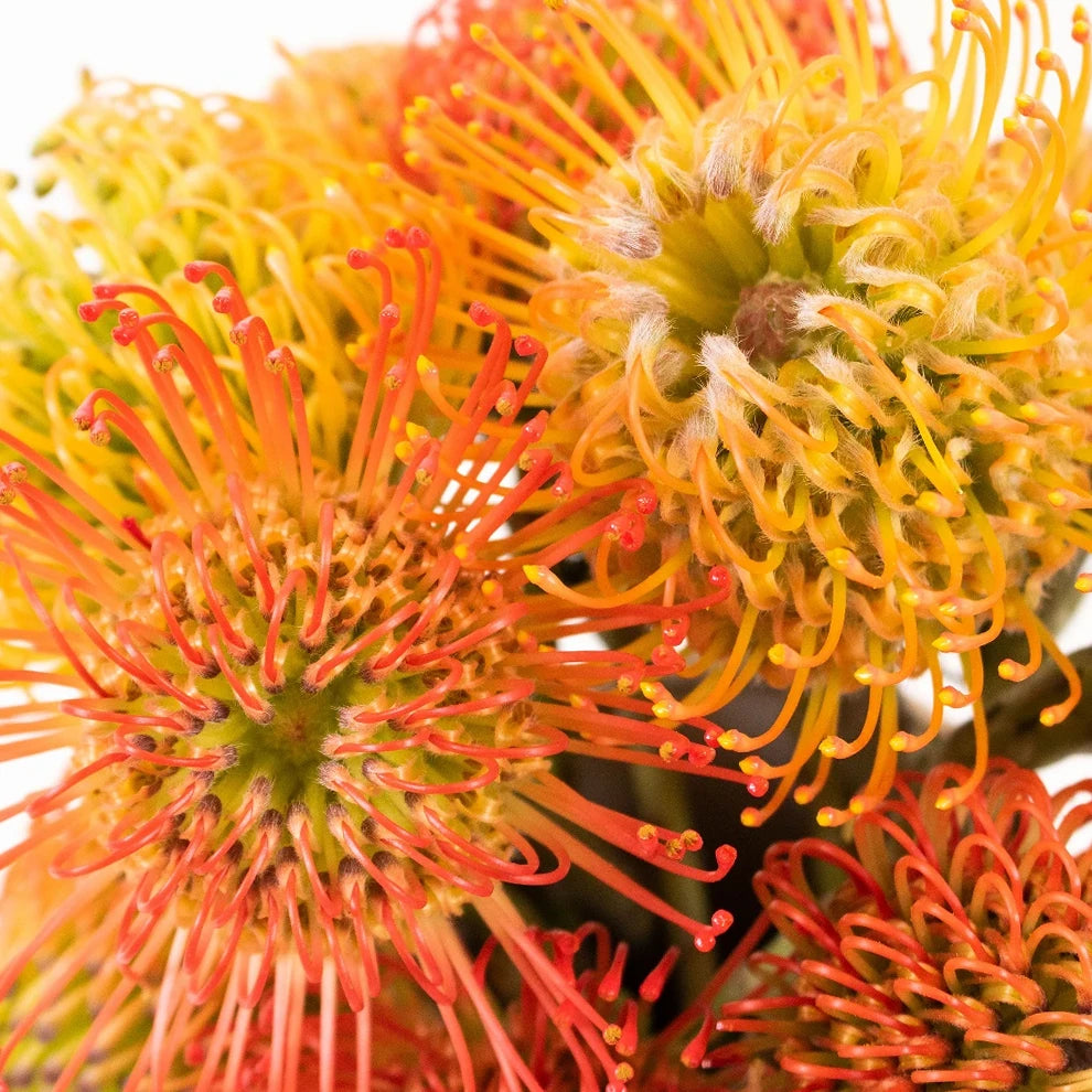 Pin Cushion Orange Tropicals - alternative 2
