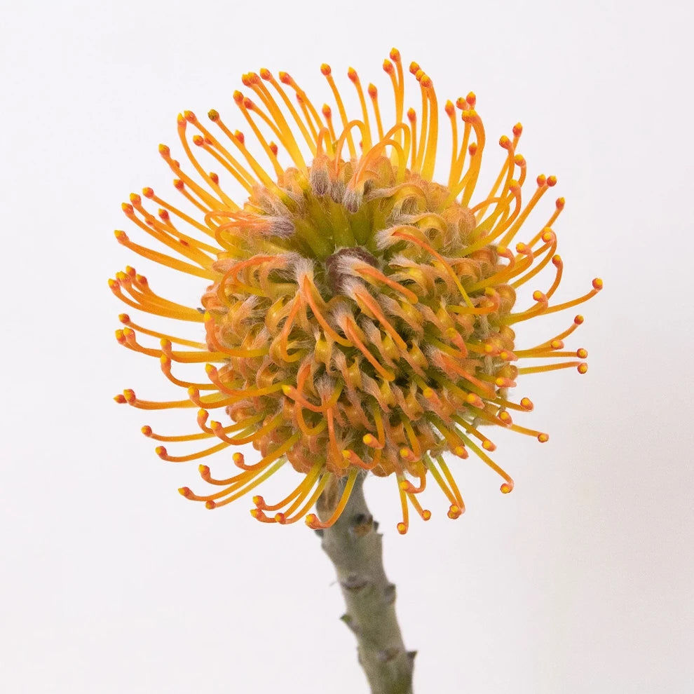 Pin Cushion Orange Tropicals - main