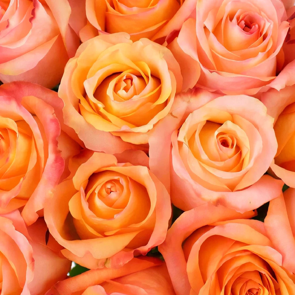 Orange Roses Standard - main