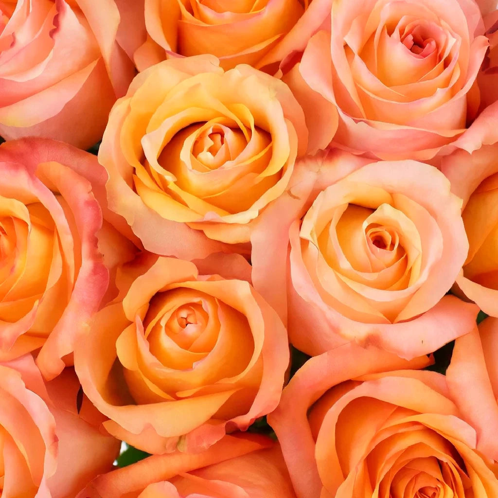 nan Roses Standard - main