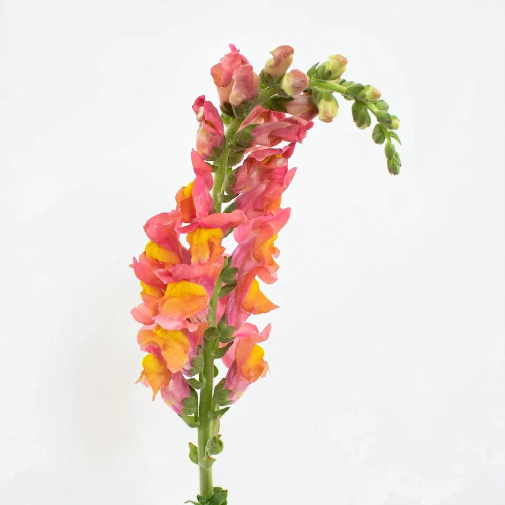Orange Snapdragons - alternative 2