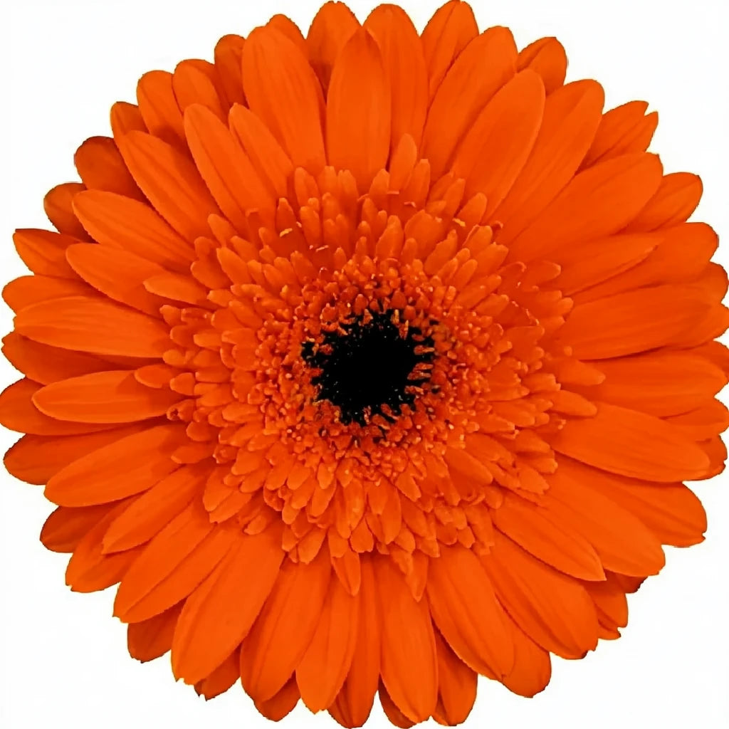Orange Gerberas - main