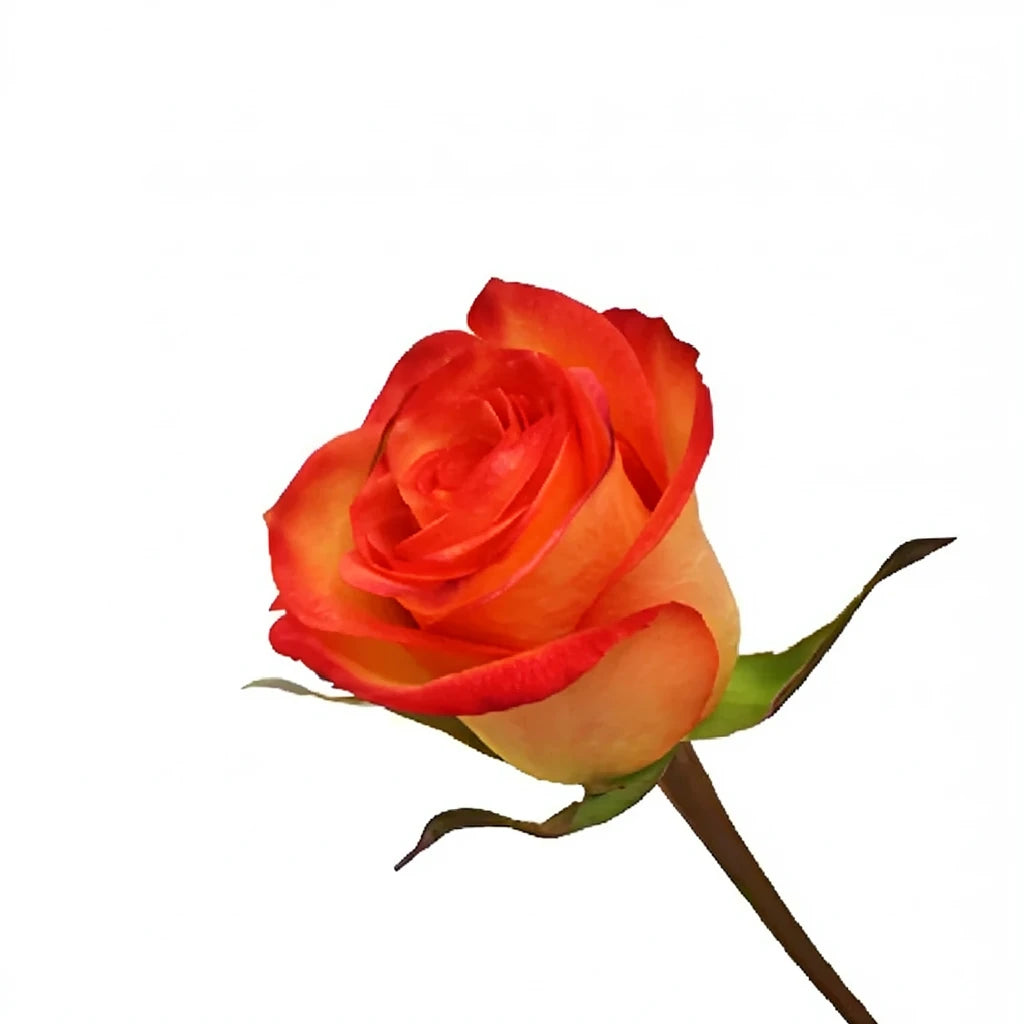 Fidji Roses Standard - main