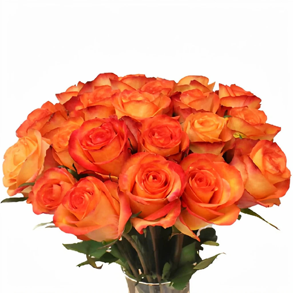 Fidji Roses Standard - alternative 3