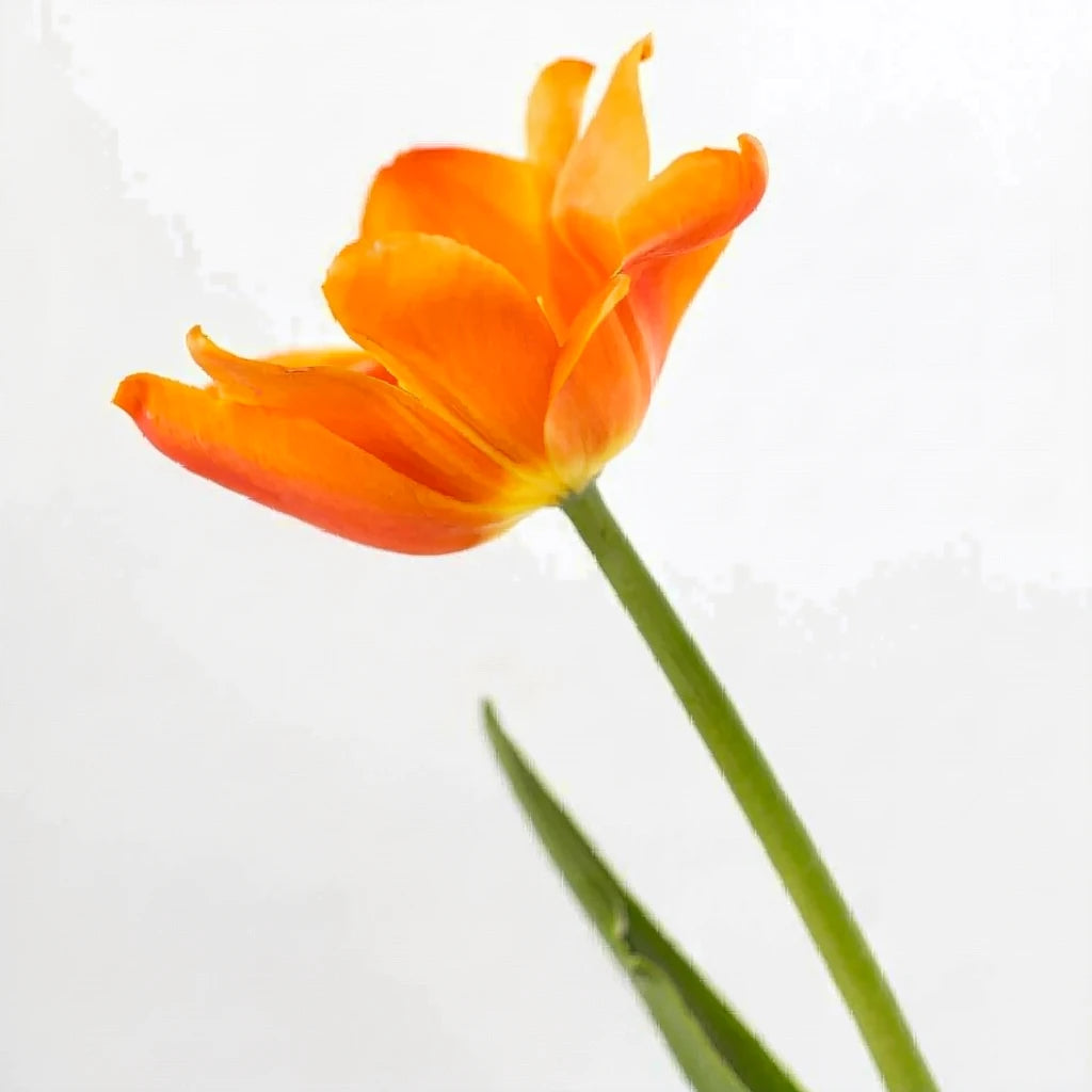 Orange Tulips Standard - alternative 2