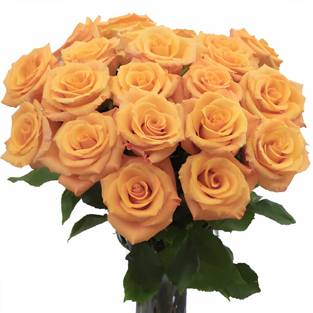 Orange Unique Roses Standard - main