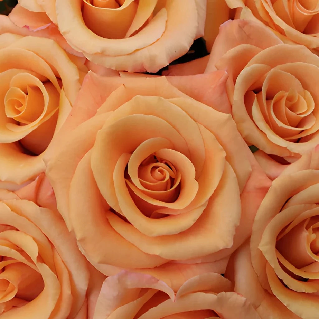 Orange Unique Roses Standard - alternative 3