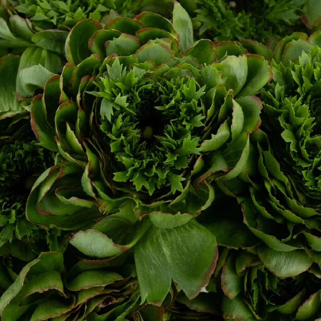 Green Ranunculus Cloony - alternative 2