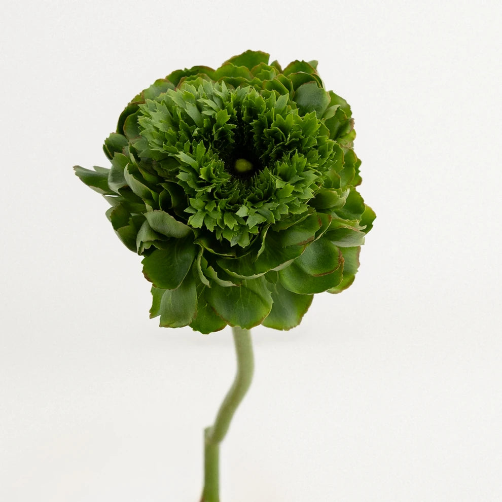 Green Ranunculus Cloony - alternative 1