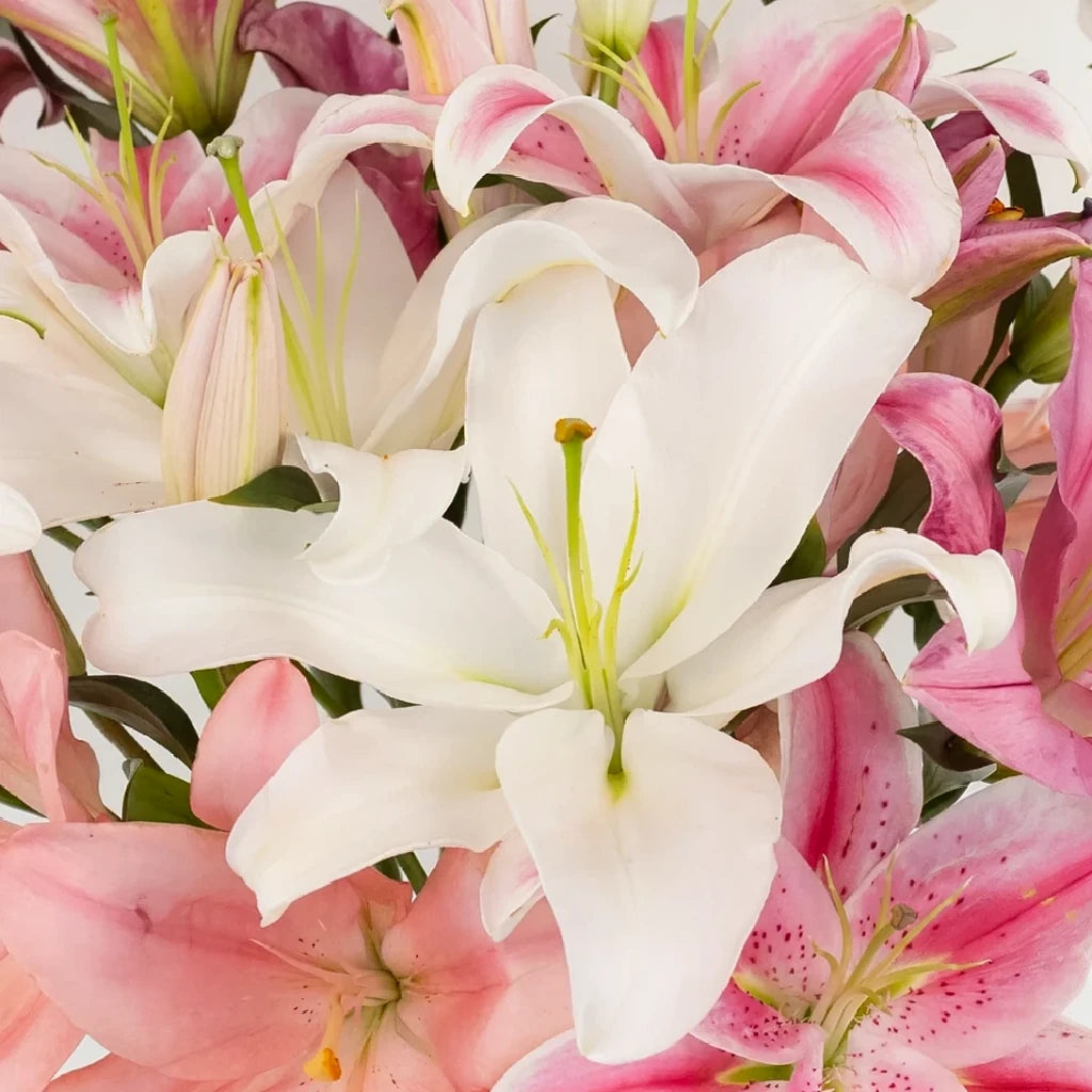 Corvara Lilies Oriental - main